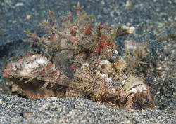 Devil scorpion fish. Lembeh straits. D200, 60mm. by Derek Haslam 
